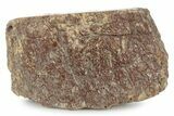 Polished Jurassic Plesiosaur (Colymbosaurus) Bone - England #320993-1